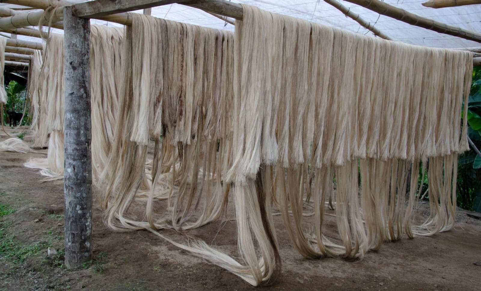 Fibra de abacá en bruto