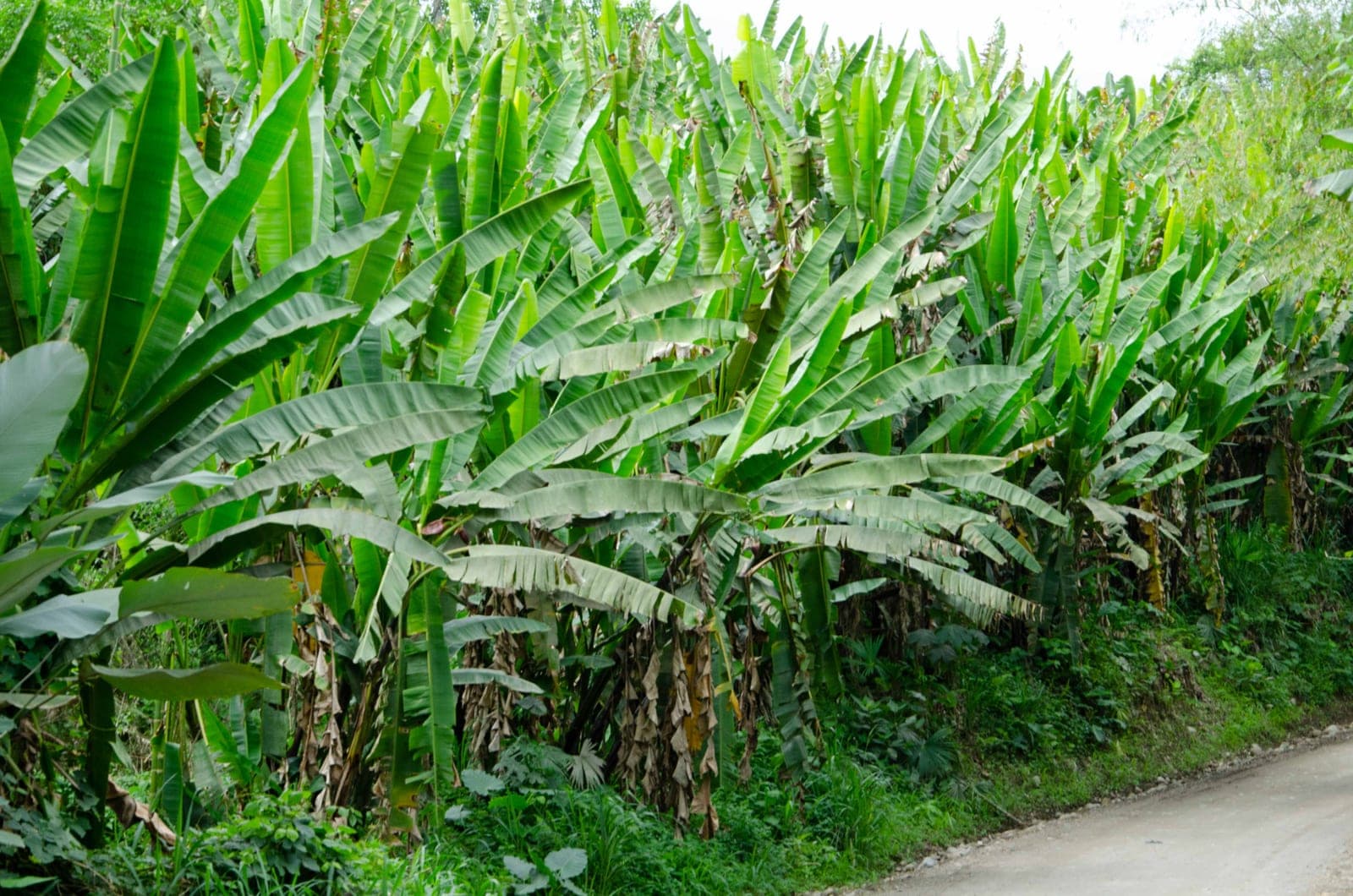 Plantación de abacá vista superior - cultivo sostenible